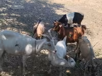 Cabro, Cabras — foto 3