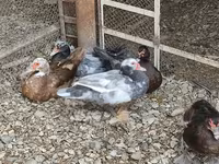 Chickens — foto 6