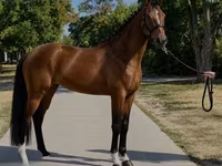 घोड़ी, Hanoverian — फ़ोटो 2
