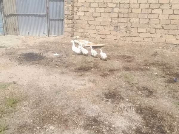 Ducks — Azərbaycan