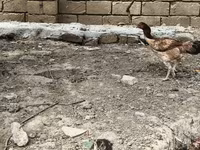 Chickens — photo 5