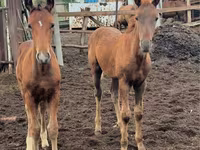 Madyan, Thoroughbred horse — foto 6