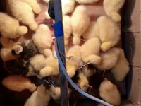 Geese — फ़ोटो 2