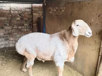 Baran, Arashan sheep — zdjęcie 1