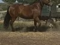 Égua, Cavalos — foto 2