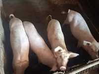 Säue, Schweine — Foto 5