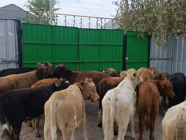 Toro, Ganado vacuno