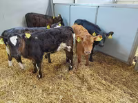 Vaca, Simmental cattle — foto 1