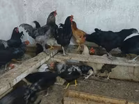 Australorp — Foto 4