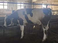 Býk, Simmental cattle — foto 4