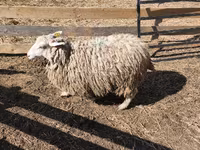 Qoyunlar (partiya, cinsi göstərilməyib), Qoyunlar — foto 7