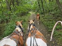 At, Pinto horses — foto 4