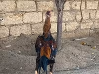Chickens — foto 2