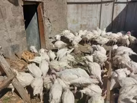 بيغ 6 — الصورة 2