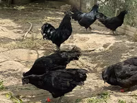 Ayam Cemani — photo 4