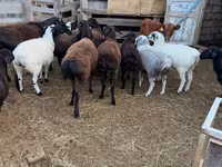 Baran, Hissar sheep — zdjęcie 2