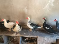 Domestic Muscovy — photo 3