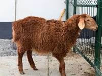 Oveja, Hissar sheep — foto 2