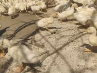 German Pekin — photo 6