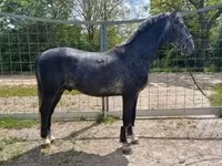 公马, Lipizzaner — 照片 3