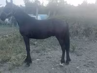 Hengst, Friesian — Foto 3