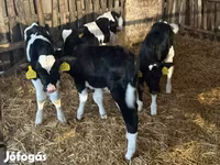 Toro, Russian Black pied cattle — foto 2