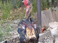 Derbişir Qırmızı Toppalı — foto 7