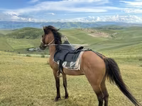 At, Azerbaijan horse — foto 3
