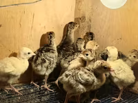 Turkeys — foto 3