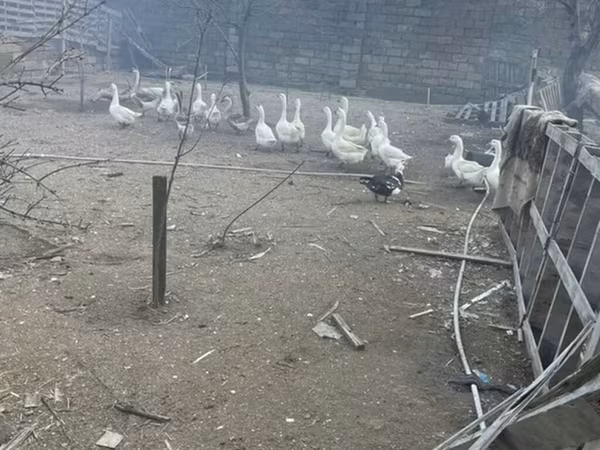 Кубанская