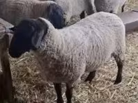 Ovce, White Suffolk sheep — foto 4