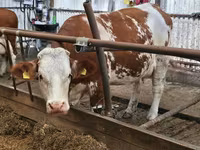 Byk, Simmental cattle — zdjęcie 4