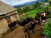 Cow, Cattle — photo 3