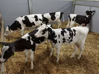 Cow, Holstein breed — photo 7