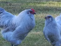 Australian Pit Game fowl — photo 2