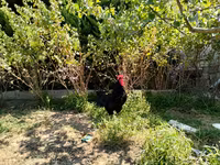 Avstraliya Pit Game quşu — foto 2