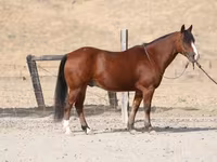 At, Quarter Horse — foto 2