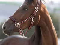 Madyan, Manipuri pony — foto 1