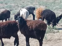 Qoç, Edilbay sheep — foto 2