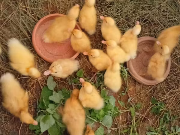 Ducks — Azerbaijan
