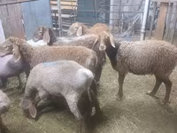 Oveja, Arashan sheep — foto 5
