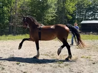 Madyan, Dutch warmblood horse — foto 3