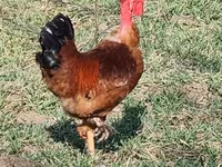 Brahma — foto 1