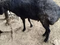 Qoç, Qoyunlar — foto 4