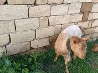 Goats (batch, sex not specified), Goats — photo 3