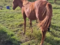 Yegua, Caballos — foto 1