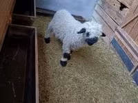 公羊, Valais Blacknose sheep — 照片 3