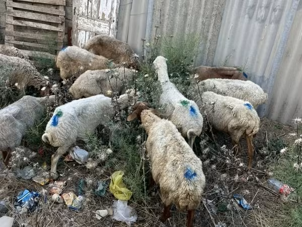 Ram, Sheep