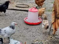 Chickens — photo 3