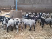 كبش, Zwartbles sheep — الصورة 1